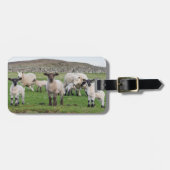 Shetland Sheep Gepäckanhänger (Vorderseite horizontal)