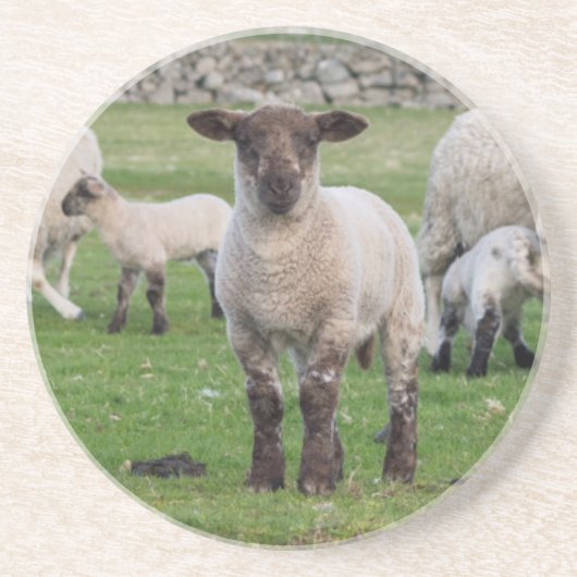 Shetland Sheep Getränkeuntersetzer (Vorne)