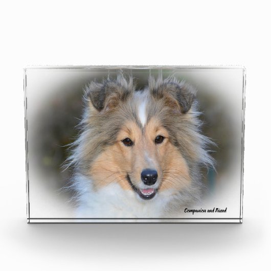 Shetland Sheep Hund. Fotoblock (Vorderseite)