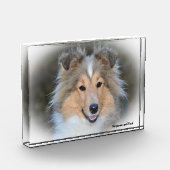 Shetland Sheep Hund. Fotoblock (Links)