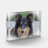 Shetland Sheep Hund. Fotoblock (Links)
