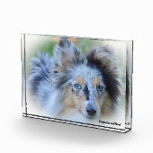 Shetland Sheep Hund. Fotoblock (Rechts)