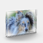 Shetland Sheep Hund. Fotoblock (Links)