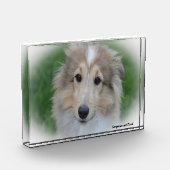 Shetland Sheep Hund. Fotoblock (Links)