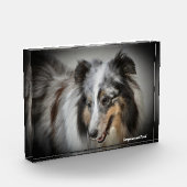 Shetland Sheep Hund. Fotoblock (Links)