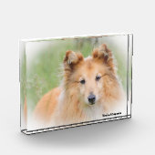Shetland Sheep Hund. Fotoblock (Links)