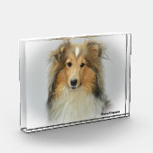 Shetland Sheep Hund. Fotoblock (Links)