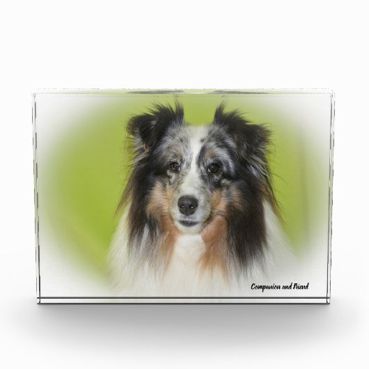 Shetland Sheep Hund. Fotoblock (Vorderseite)