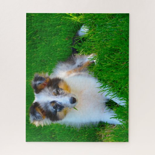 Shetland Sheep Hund Jigsaw. Puzzle (Vertikal)