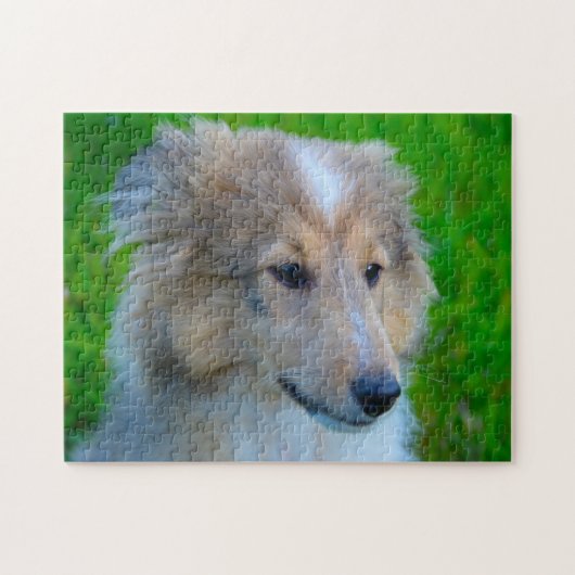 Shetland Sheep Hund Jigsaw. Puzzle (Horizontal)
