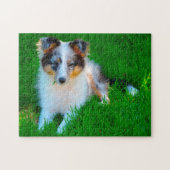 Shetland Sheep Hund Jigsaw. Puzzle (Horizontal)