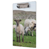 Shetland Sheep Klemmbrett (Links)