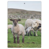 Shetland Sheep Klemmbrett (Rückseite)