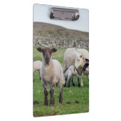 Shetland Sheep Klemmbrett (Rechts)