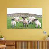 Shetland Sheep Leinwanddruck (Insitu (Wohnzimmer))