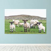 Shetland Sheep Leinwanddruck (Insitu (Holzboden))