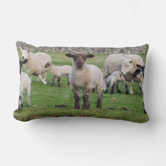 Shetland Sheep Lendenkissen (Vorderseite)