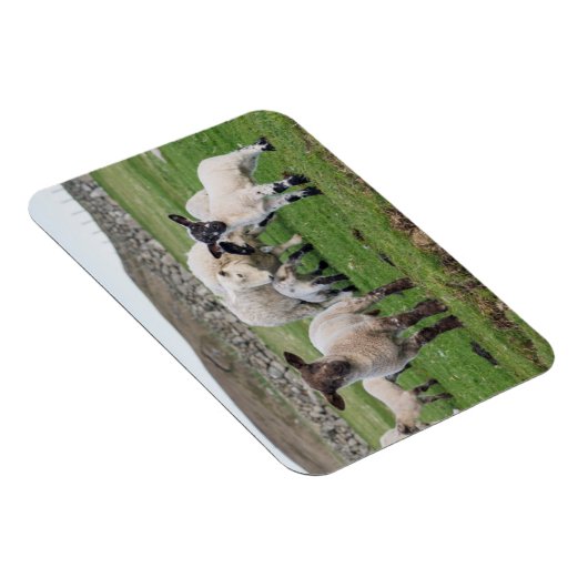 Shetland Sheep Magnet (Rechte Seite)