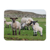 Shetland Sheep Magnet (Horizontal)