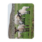 Shetland Sheep Magnet (Vertikal)