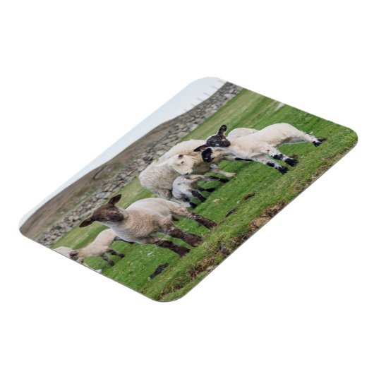 Shetland Sheep Magnet (Linke Seite)