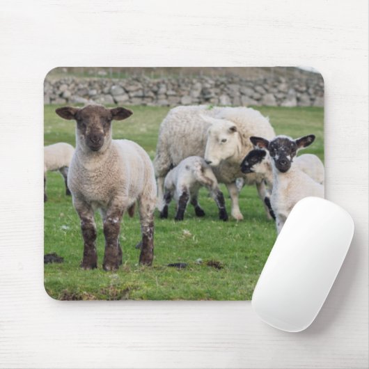 Shetland Sheep Mousepad (Mit Mouse)