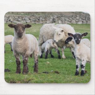 Shetland Sheep Mousepad