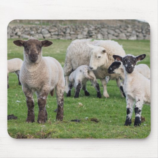 Shetland Sheep Mousepad (Vorne)