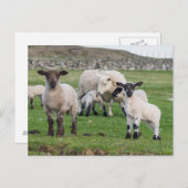 Shetland Sheep Postkarte (Vorne/Hinten)