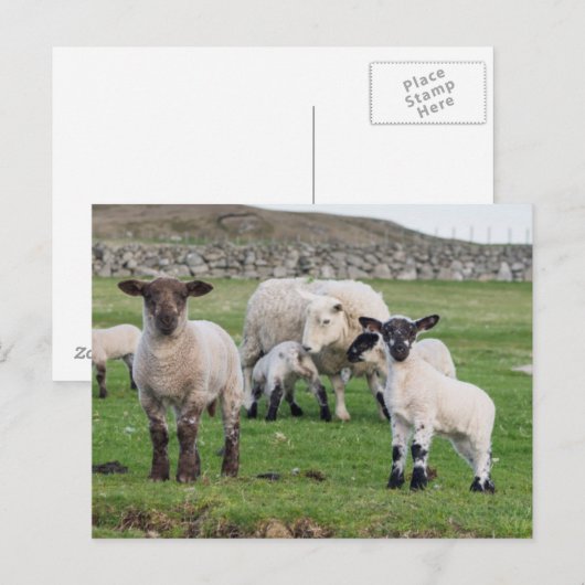 Shetland Sheep Postkarte (Vorne/Hinten)