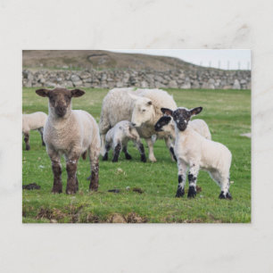 Shetland Sheep Postkarte