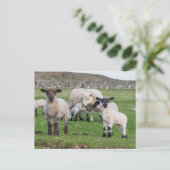 Shetland Sheep Postkarte (Stehend Vorderseite)