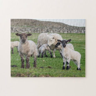 Shetland Sheep Puzzle