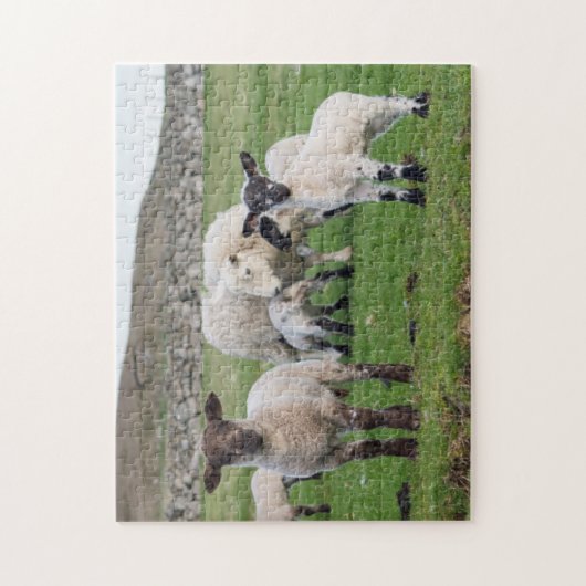 Shetland Sheep Puzzle (Vertikal)