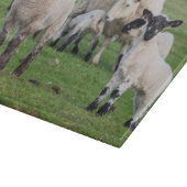 Shetland Sheep Schneidebrett (Ecke)