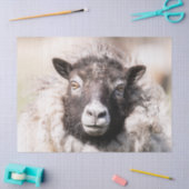 Shetland Sheep Seidenpapier (Basteln)