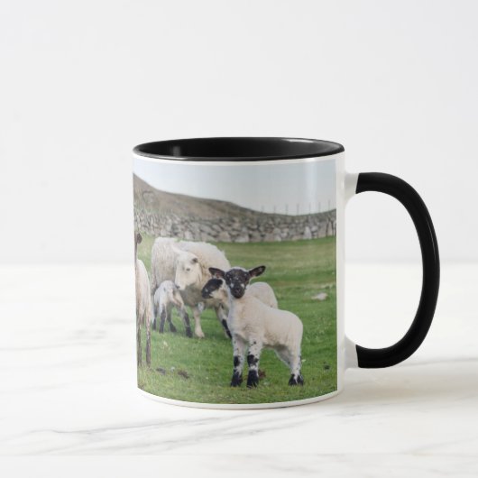 Shetland Sheep Tasse (Rechts)