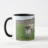 Shetland Sheep Tasse (Links)