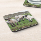 Shetland Sheep Untersetzer (Linke Seite)