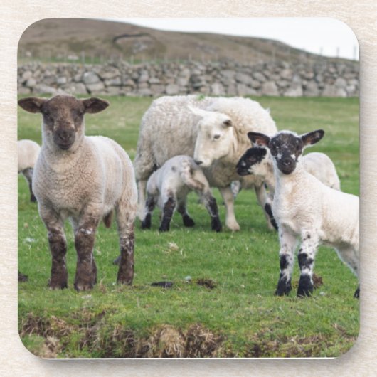 Shetland Sheep Untersetzer (Vorderseite)
