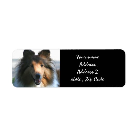 Shetland Sheepdog (Vorne)