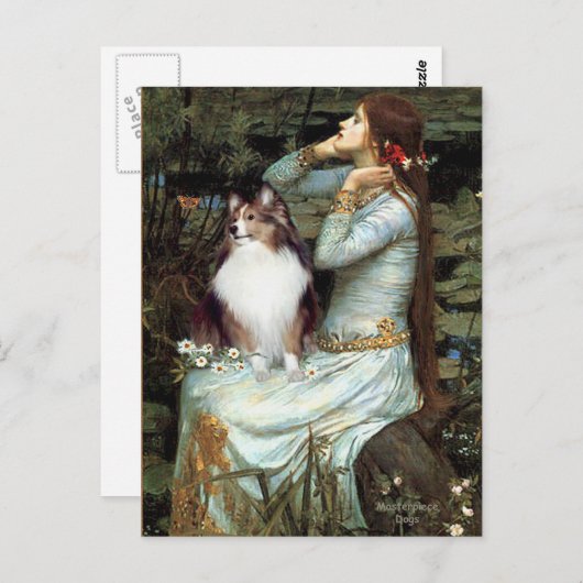 Shetland Sheepdog 18 - Ophelia Sitzplatz Postkarte (Vorne/Hinten)