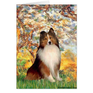 Shetland Sheepdog 1 - Frühjahr