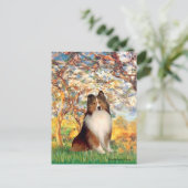 Shetland Sheepdog 1 - Spring Postkarte (Stehend Vorderseite)