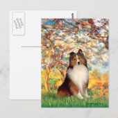 Shetland Sheepdog 1 - Spring Postkarte (Vorne/Hinten)