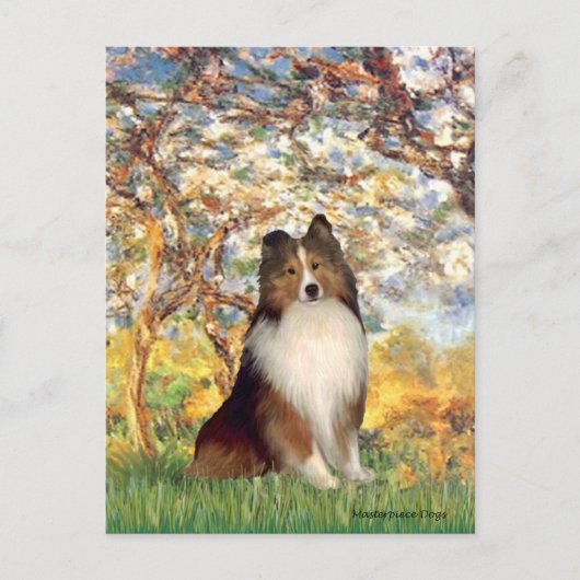 Shetland Sheepdog 1 - Spring Postkarte (Vorderseite)