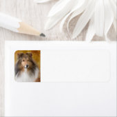 Shetland Sheepdog-Adressetikett (Insitu)