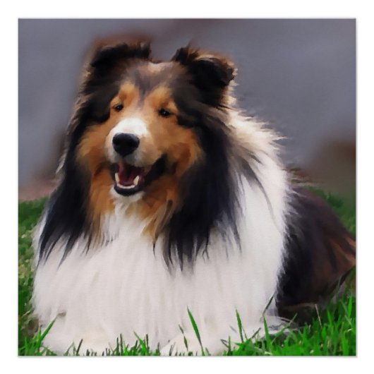 Shetland Sheepdog Art Poster (Vorderseite)