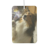 Shetland Sheepdog Begging Autolufterfrischer (Vorderseite)