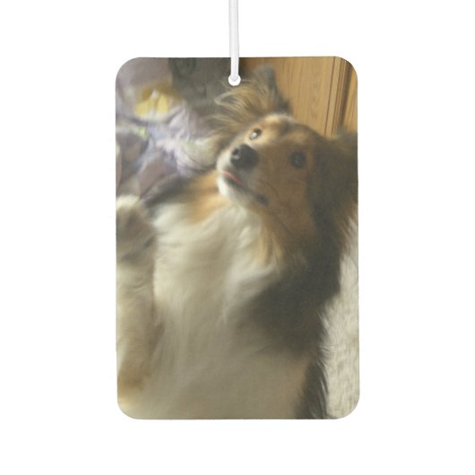 Shetland Sheepdog Begging Autolufterfrischer (Vorderseite)